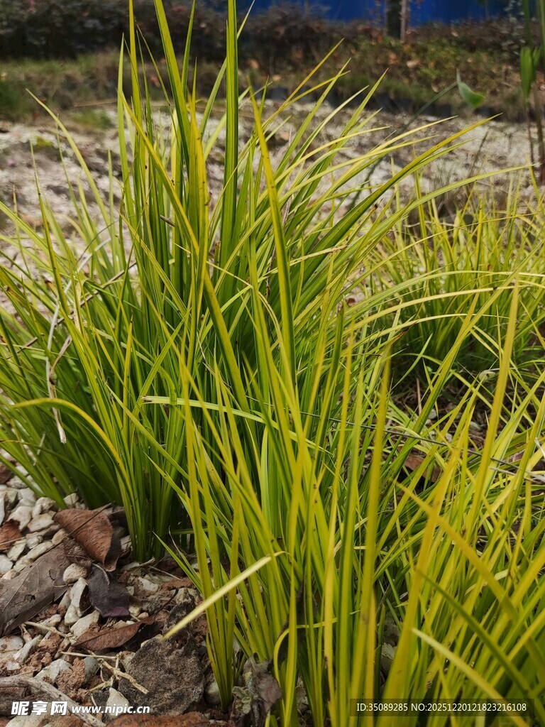翠绿金边麦冬草景观