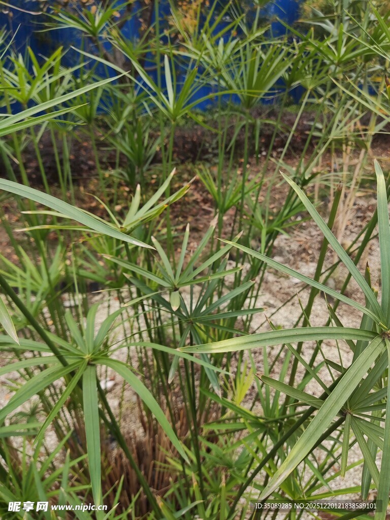 翠绿细长植物特写