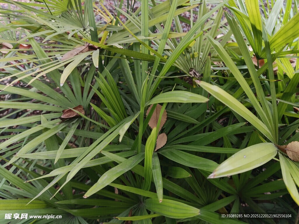 葱郁绿植中的特色植物