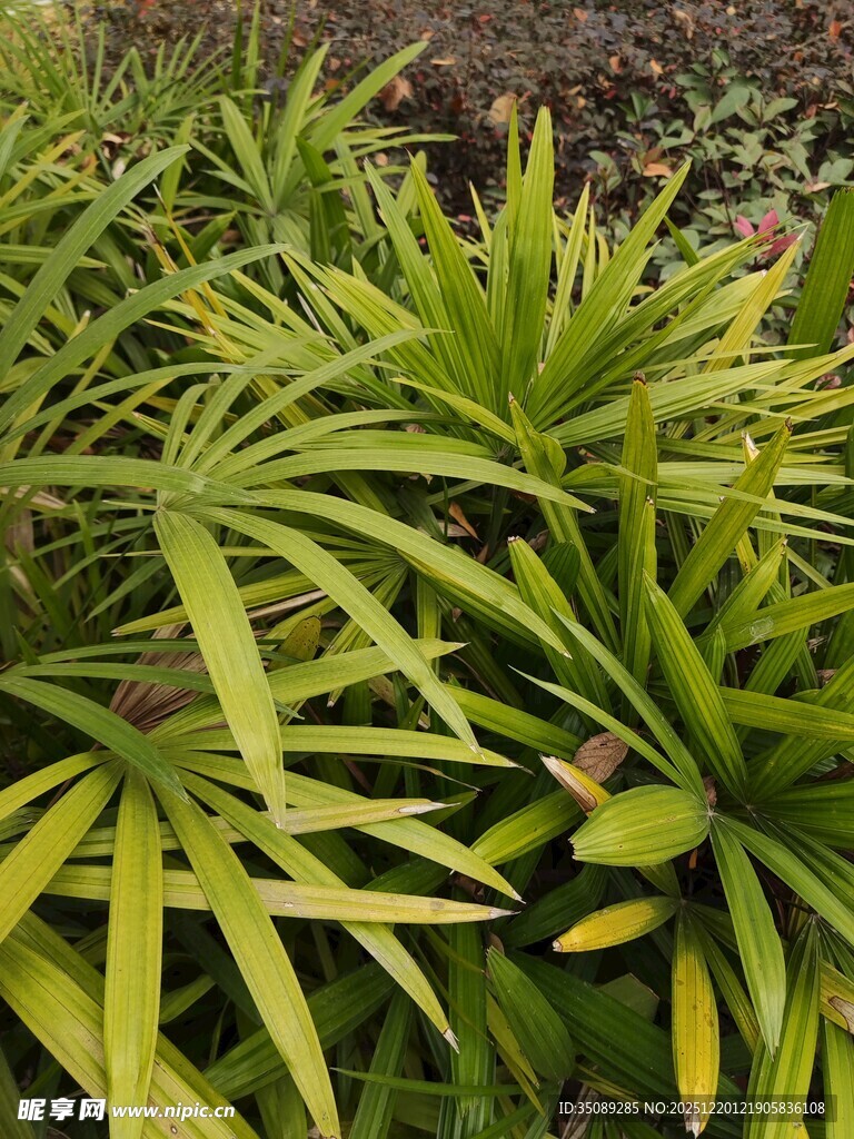 翠绿龙血树叶片特写