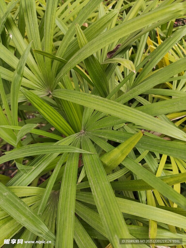翠绿细长叶片的植物