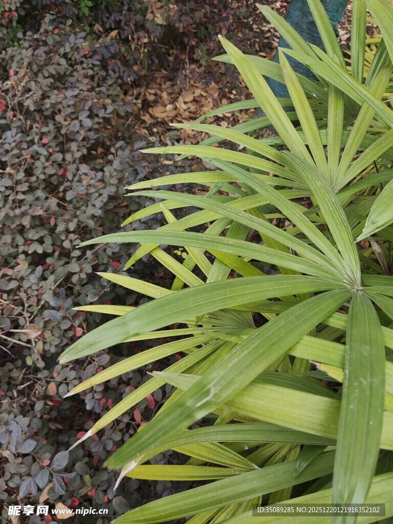 翠绿细长叶片植物特写