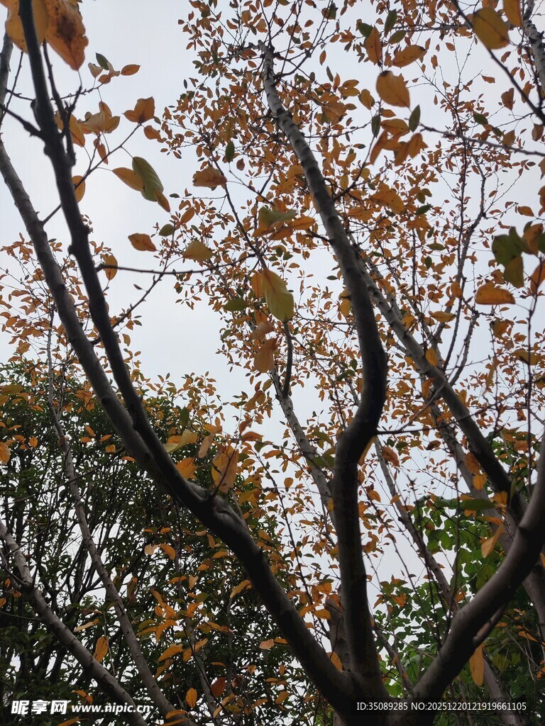 秋日枝头斑斓树叶景象