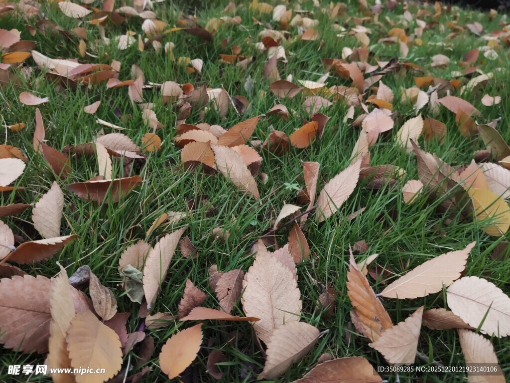 草地上的缤纷落叶