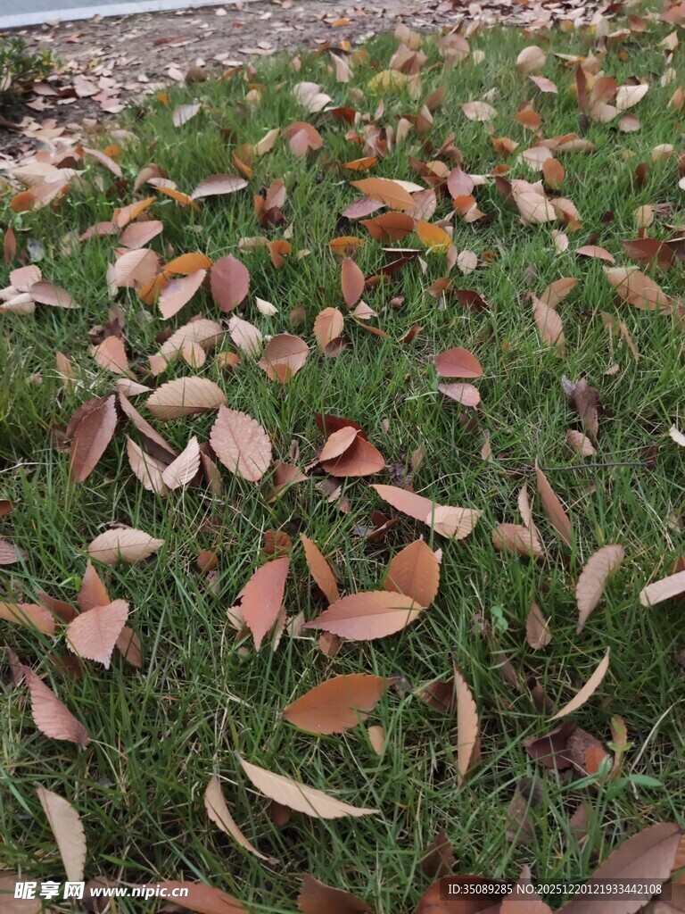 草地上的散落枯叶