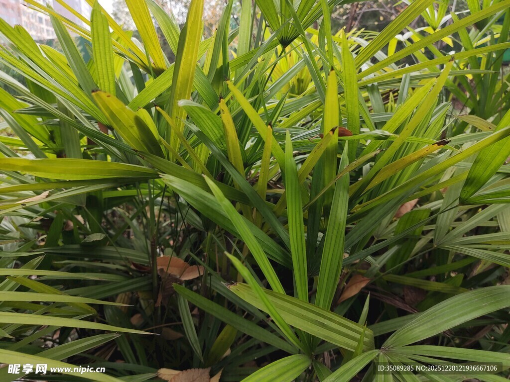 翠绿竹叶植物特写