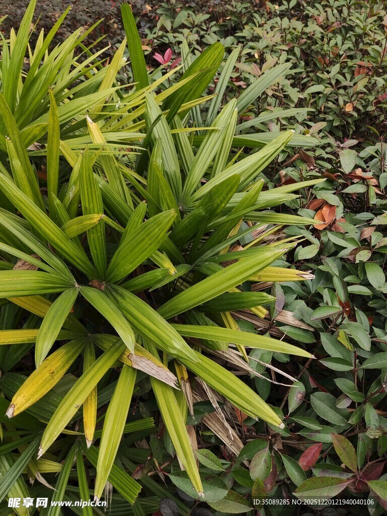 翠绿凤梨植物特写