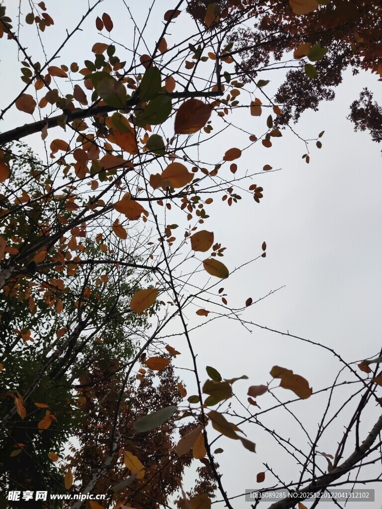 秋日枝头枯叶景象