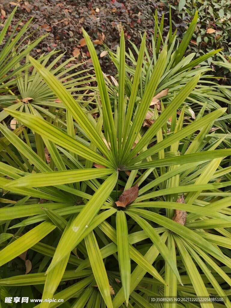 翠绿舒展的植物叶片