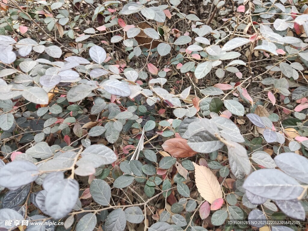 地面上的多彩落叶