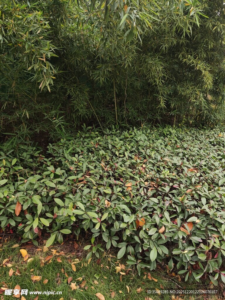 繁茂绿植覆盖的林间景象