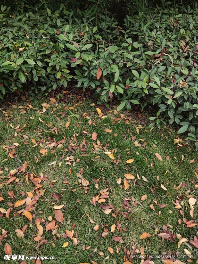 草地落叶与绿植景观