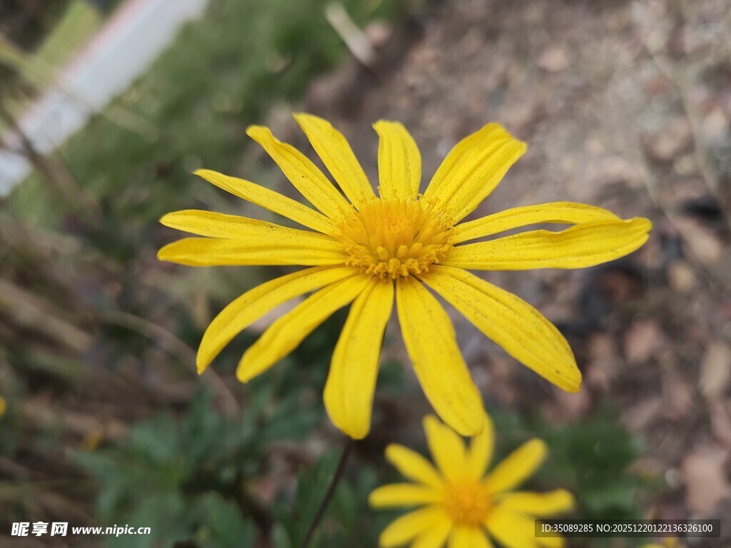 黄色小花绽放于自然间