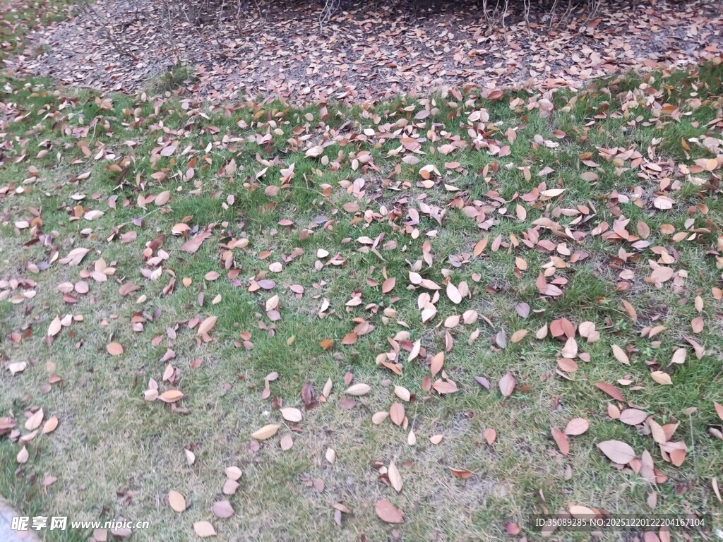 地面散落的枯黄落叶