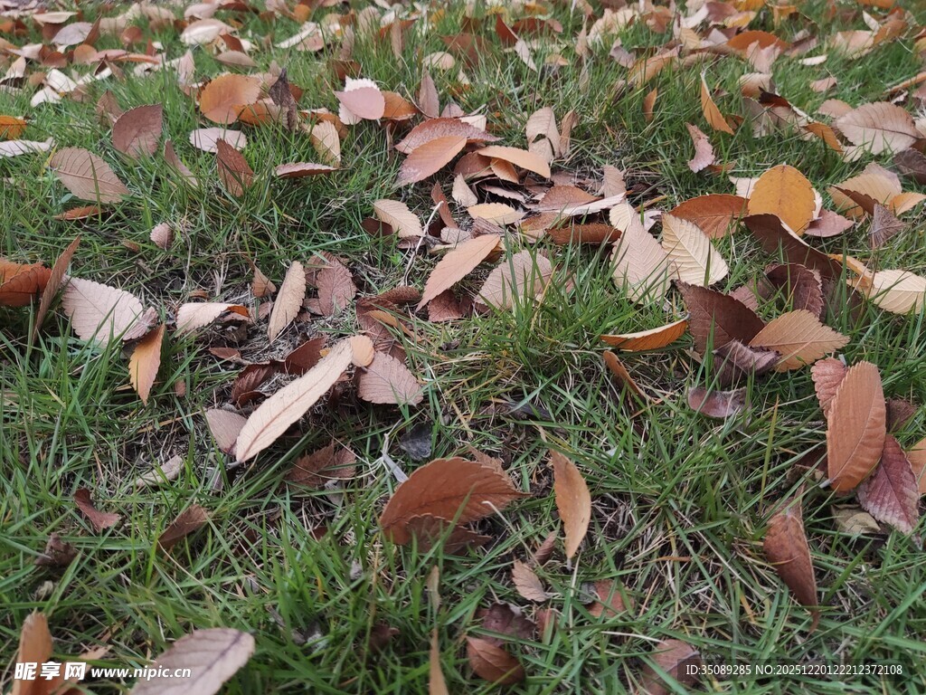 草地上的缤纷落叶
