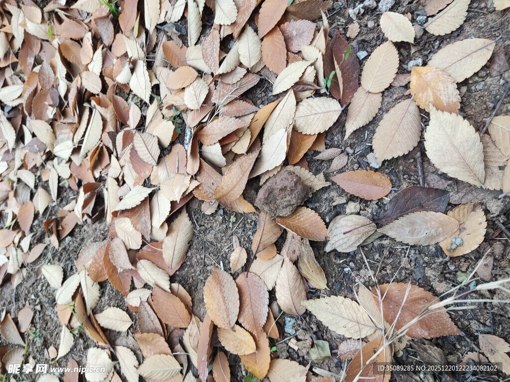 地面上的枯黄落叶