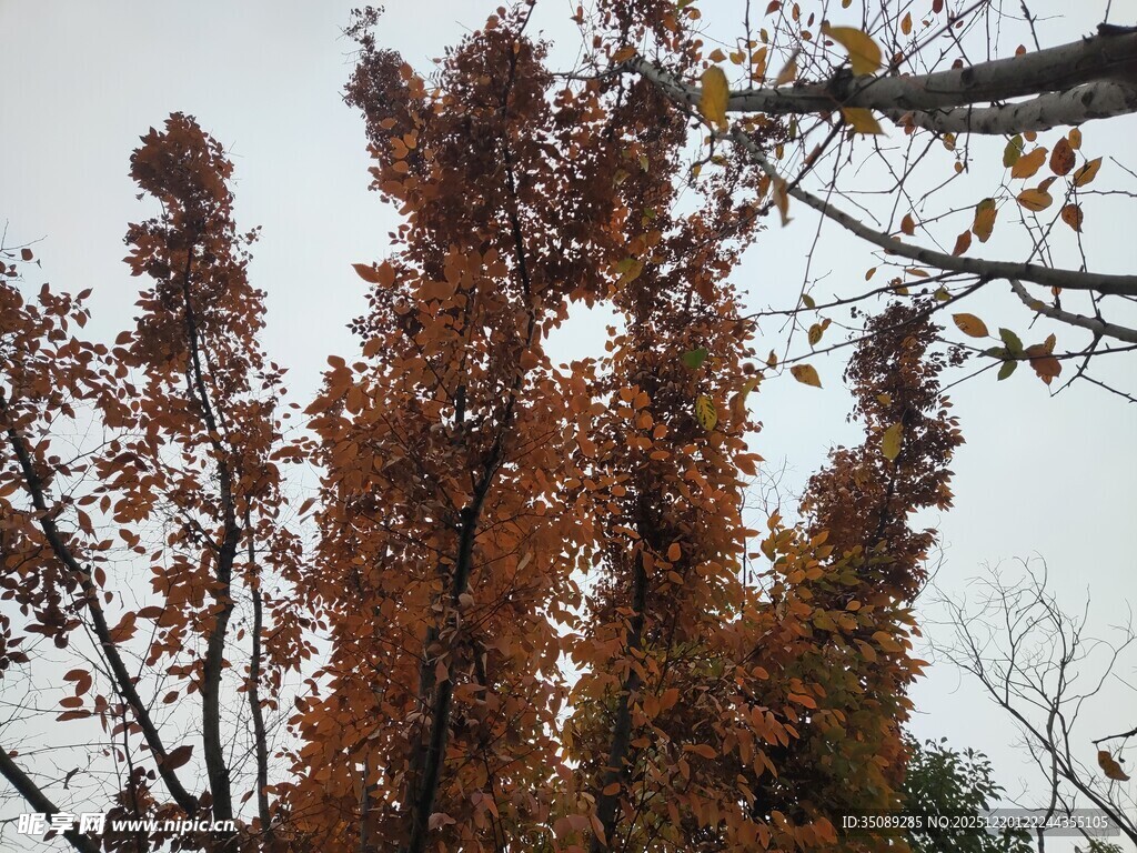 秋日树梢斑斓树叶景致