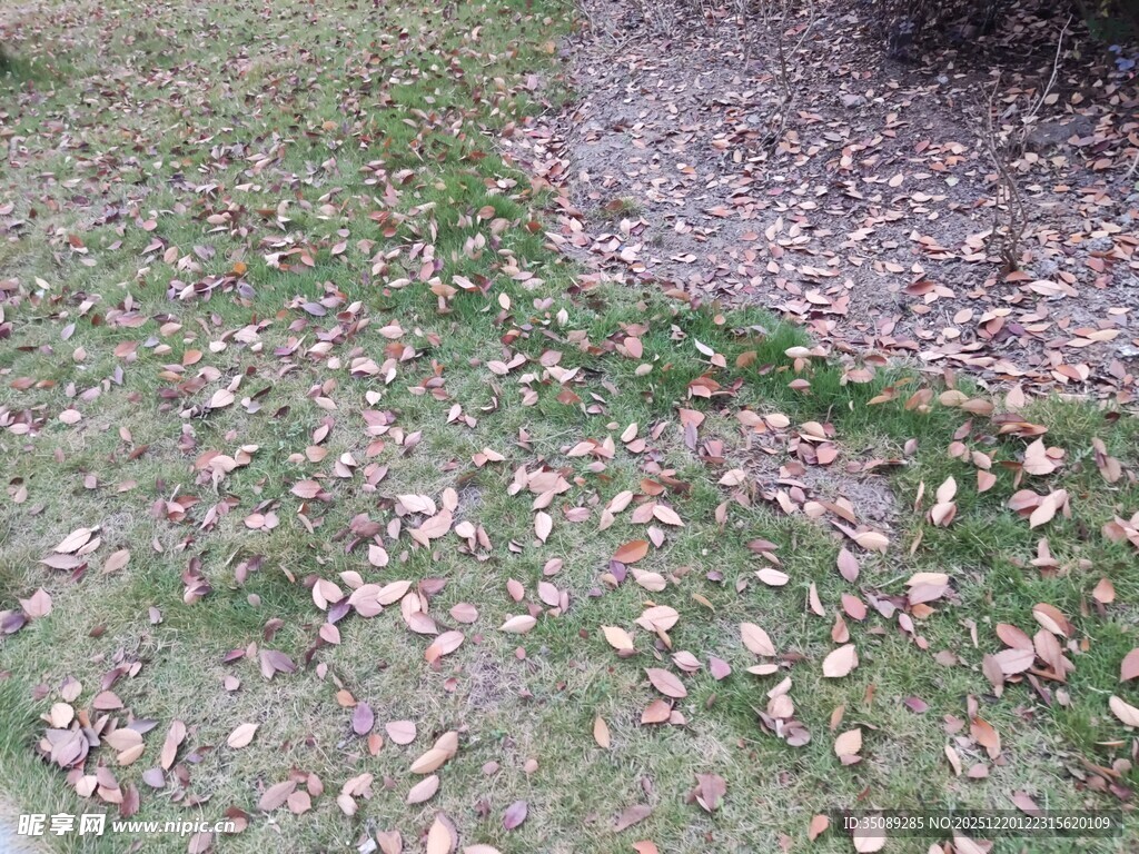 地面散落的枯黄落叶