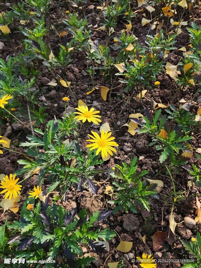 草地中的黄色小花绽放