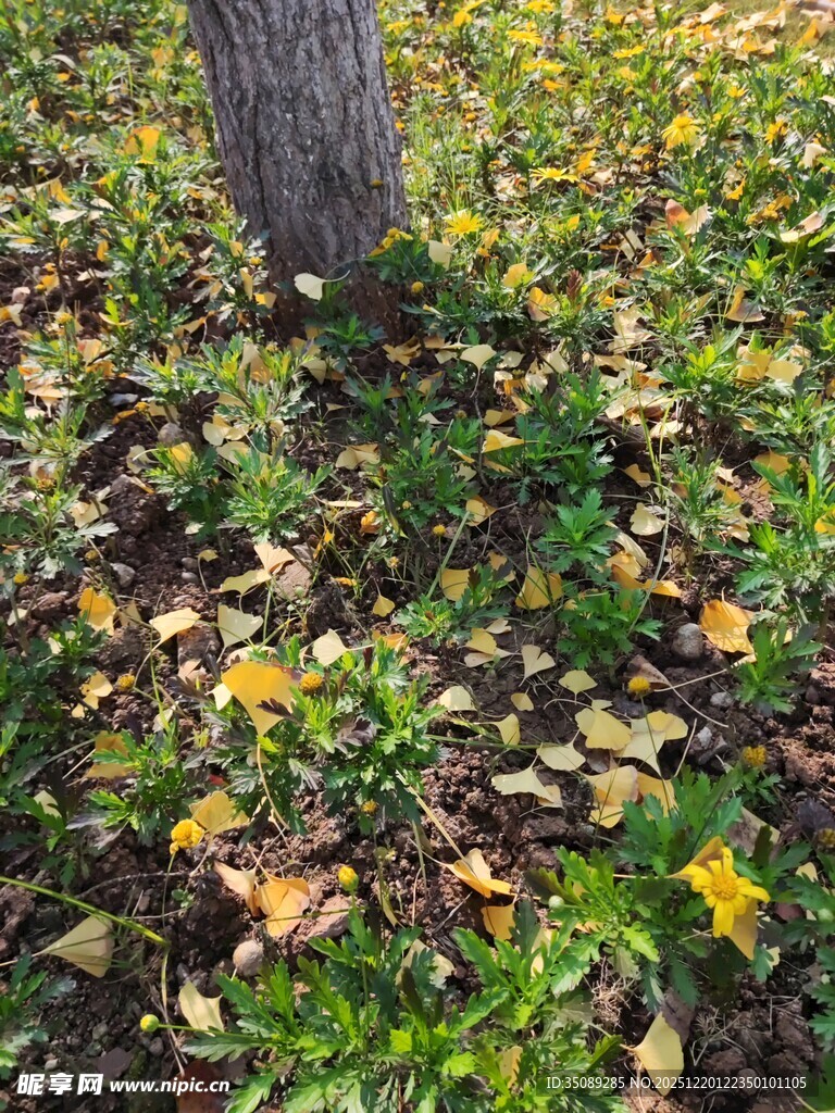 树下秋景落叶与小花相伴