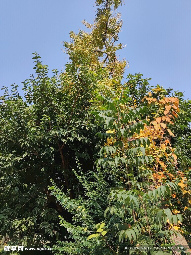 秋日葱郁树木景致