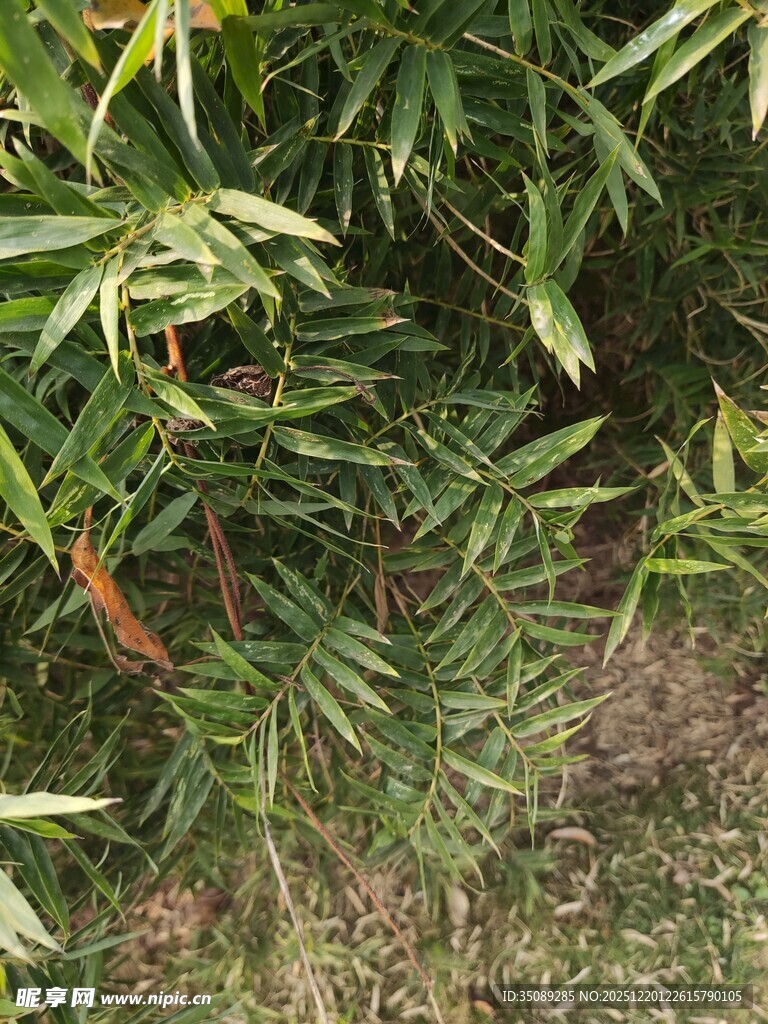 翠绿竹叶的自然景致