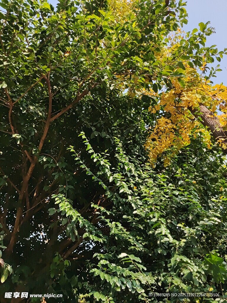 繁茂绿树间的金黄枝叶