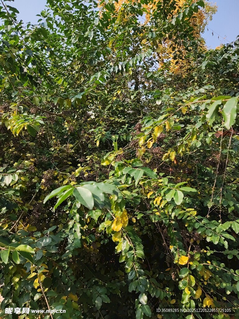 秋日繁茂绿植景观