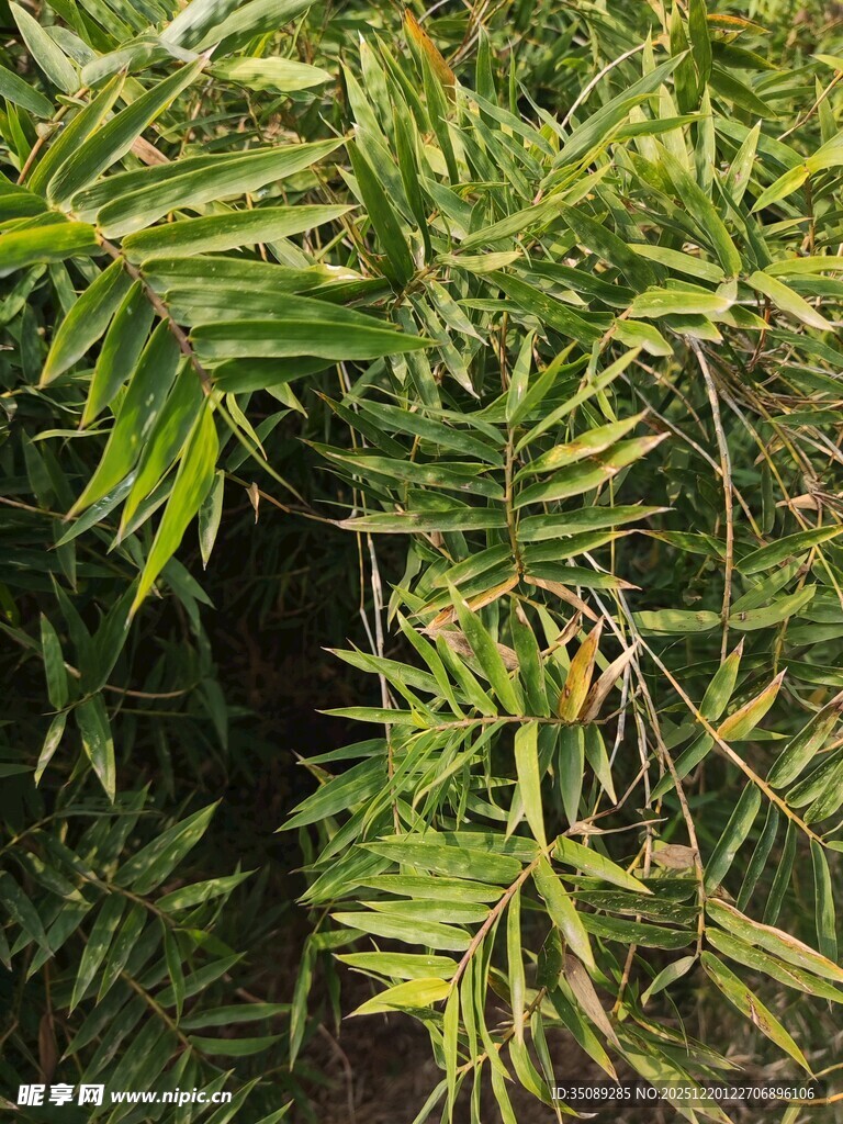 翠绿竹叶的自然景致