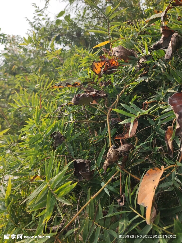 绿叶间的褐色植物果实