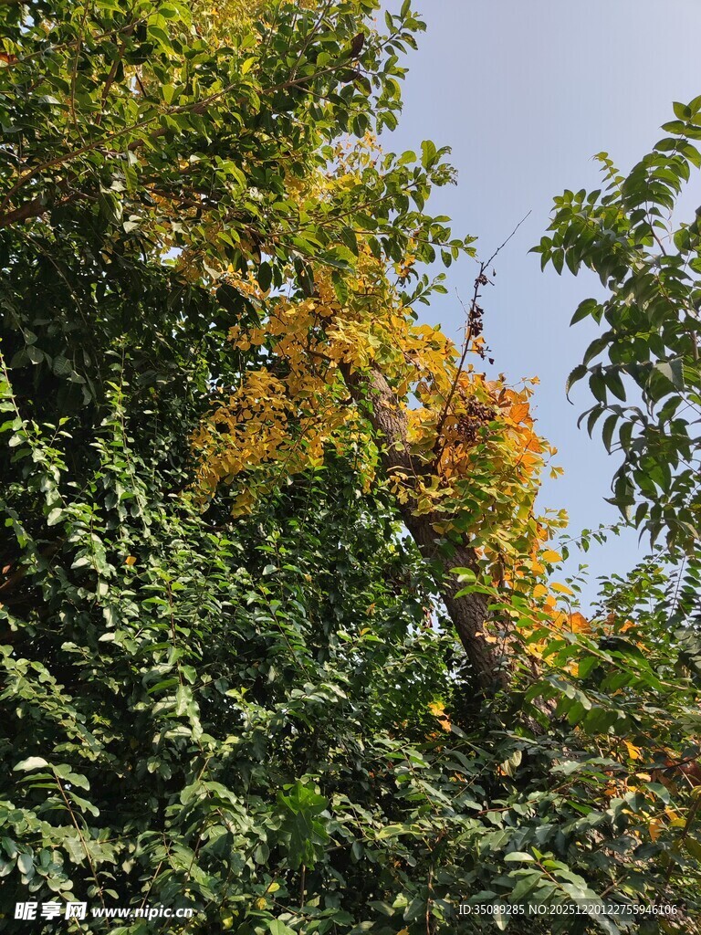 秋日枝头斑斓树叶景象