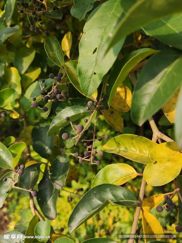 绿叶间的繁茂果实