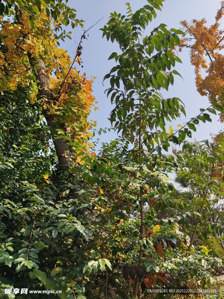 秋日斑斓树叶景观