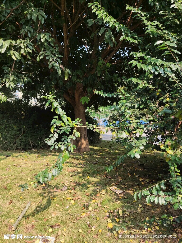 繁茂绿树阳光洒落草地