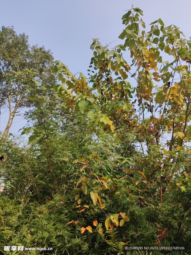 秋日繁茂绿树景致