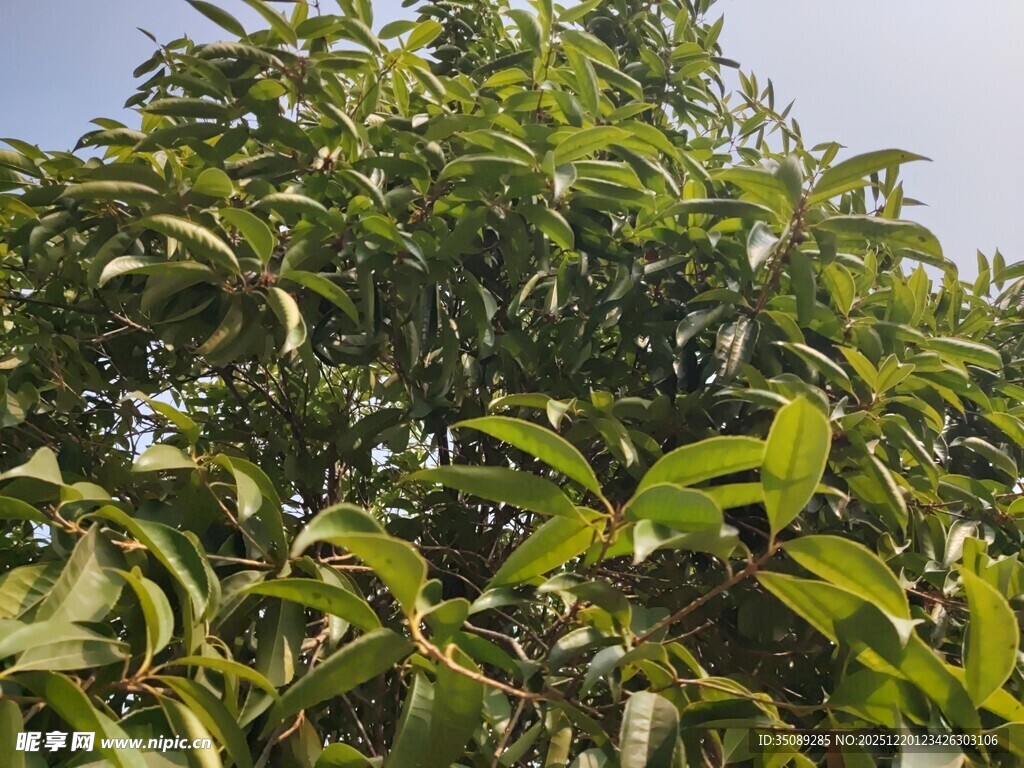 茂盛绿叶的树木