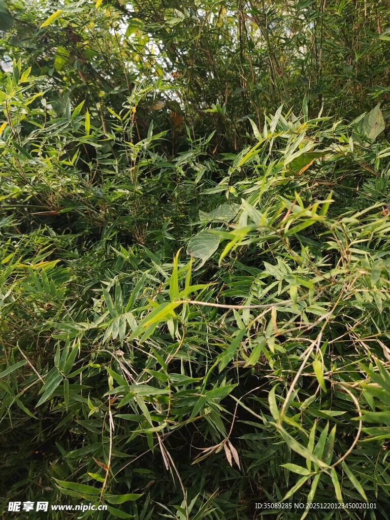 翠绿繁茂的野生植物