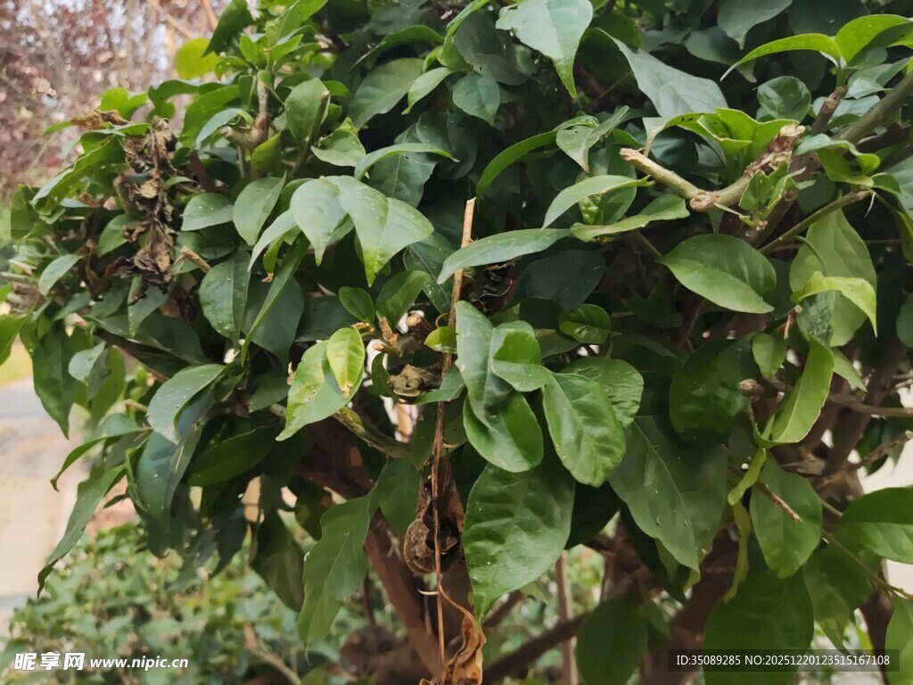 茂盛绿植叶片翠绿繁茂