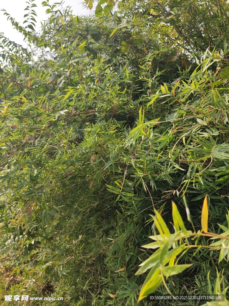 翠绿繁茂的竹林景致