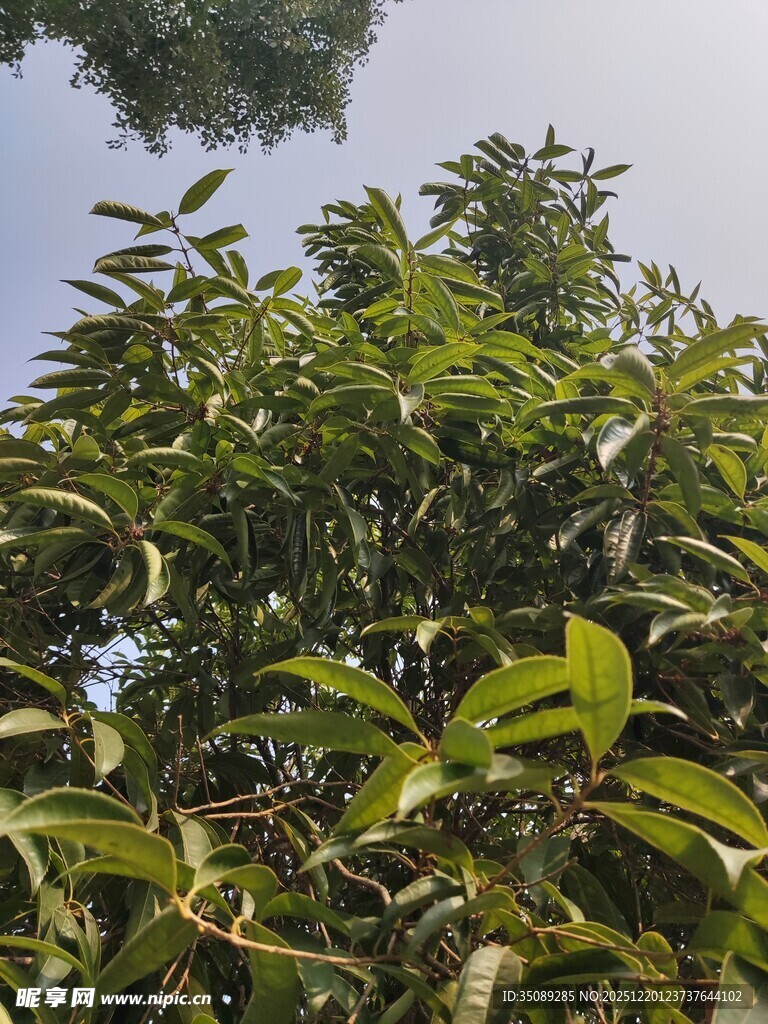 茂盛绿树叶片葱郁