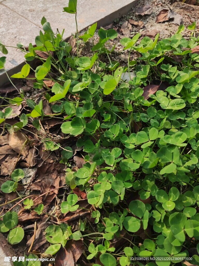 地面生长的翠绿植物