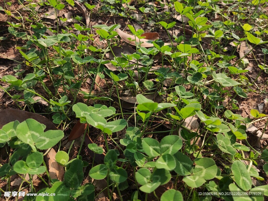 绿叶繁茂的地面植物景观