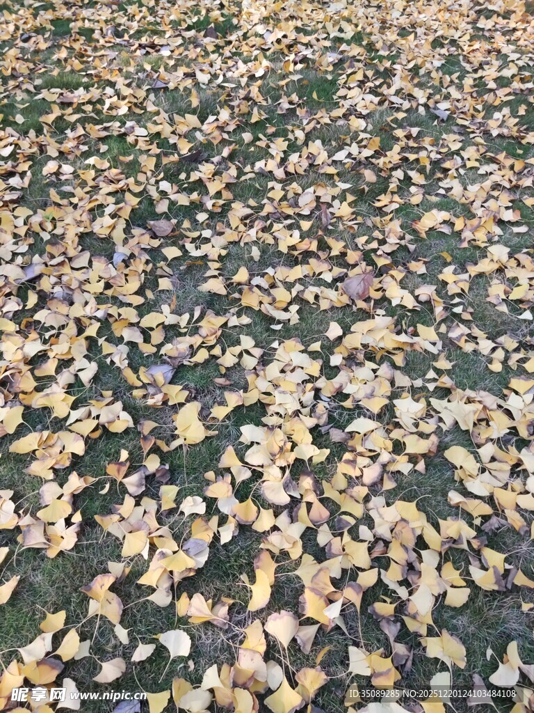 满地银杏叶的秋日美景