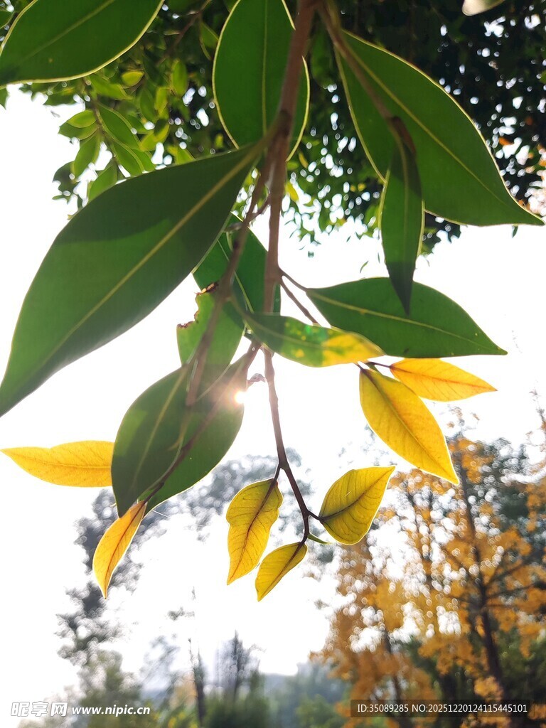 秋日枝头黄绿相间的叶片