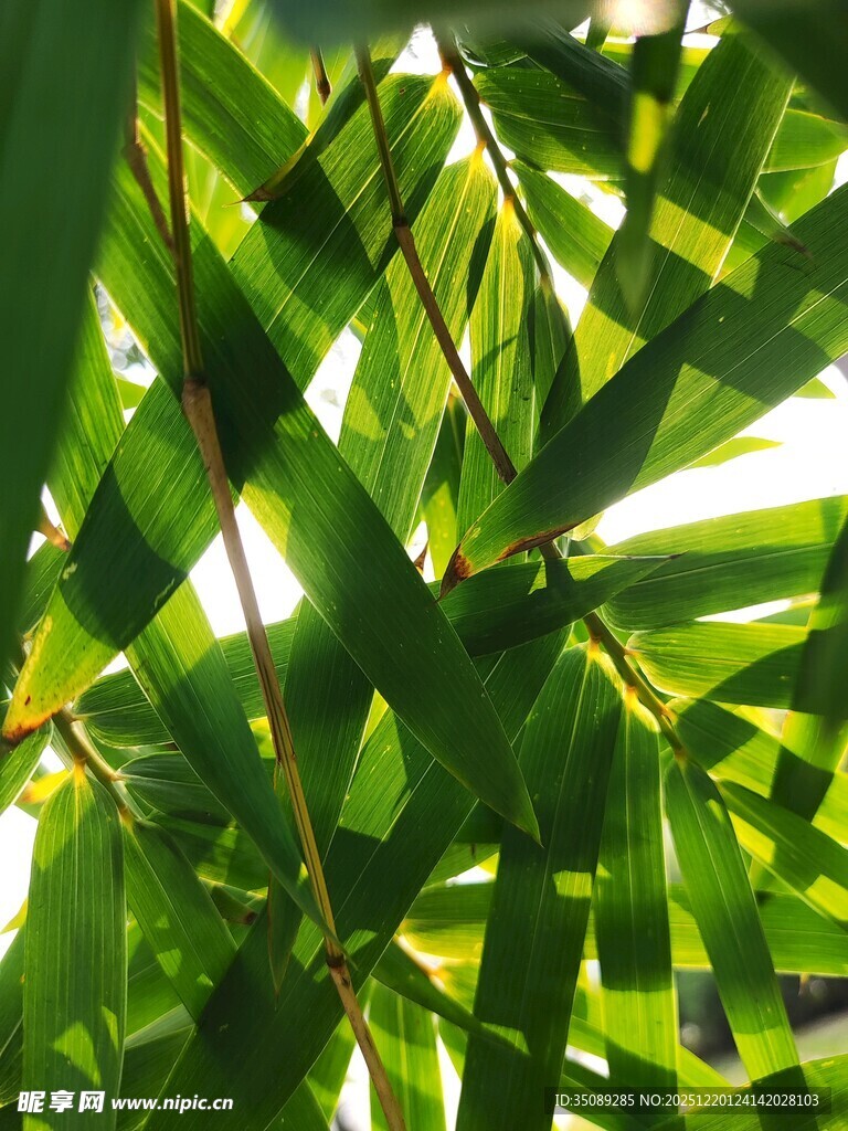 阳光下的翠绿竹叶