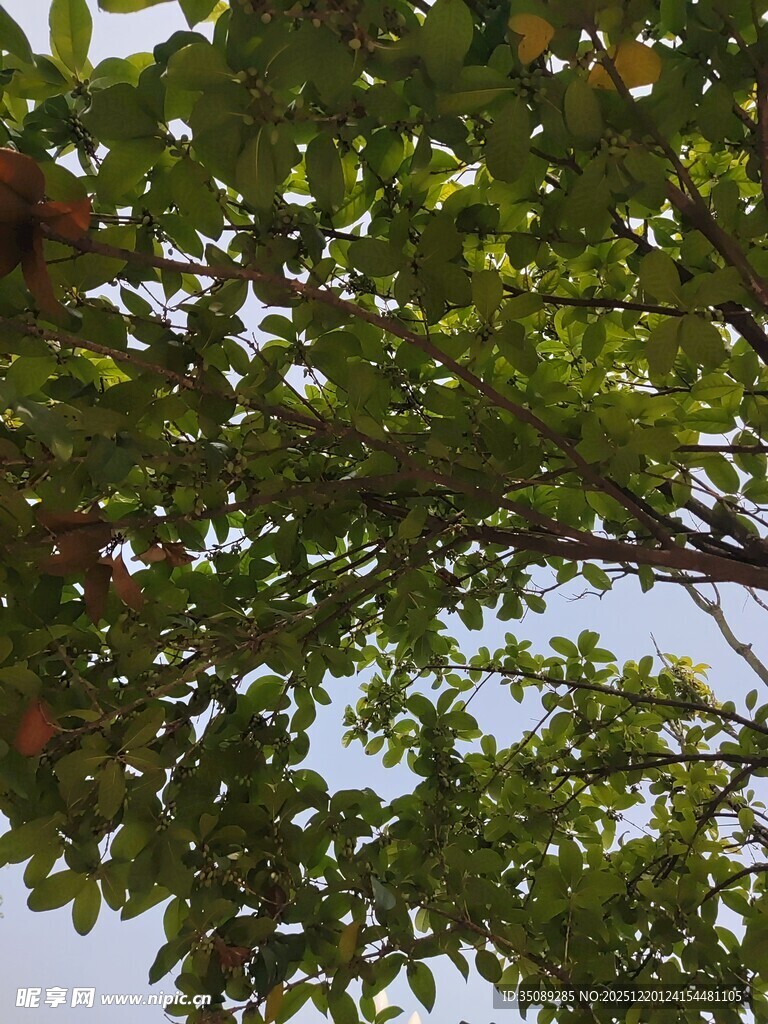 枝叶间的天空与果实