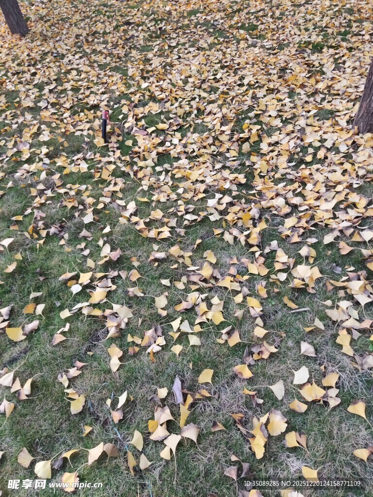 秋日落叶铺满地面景象