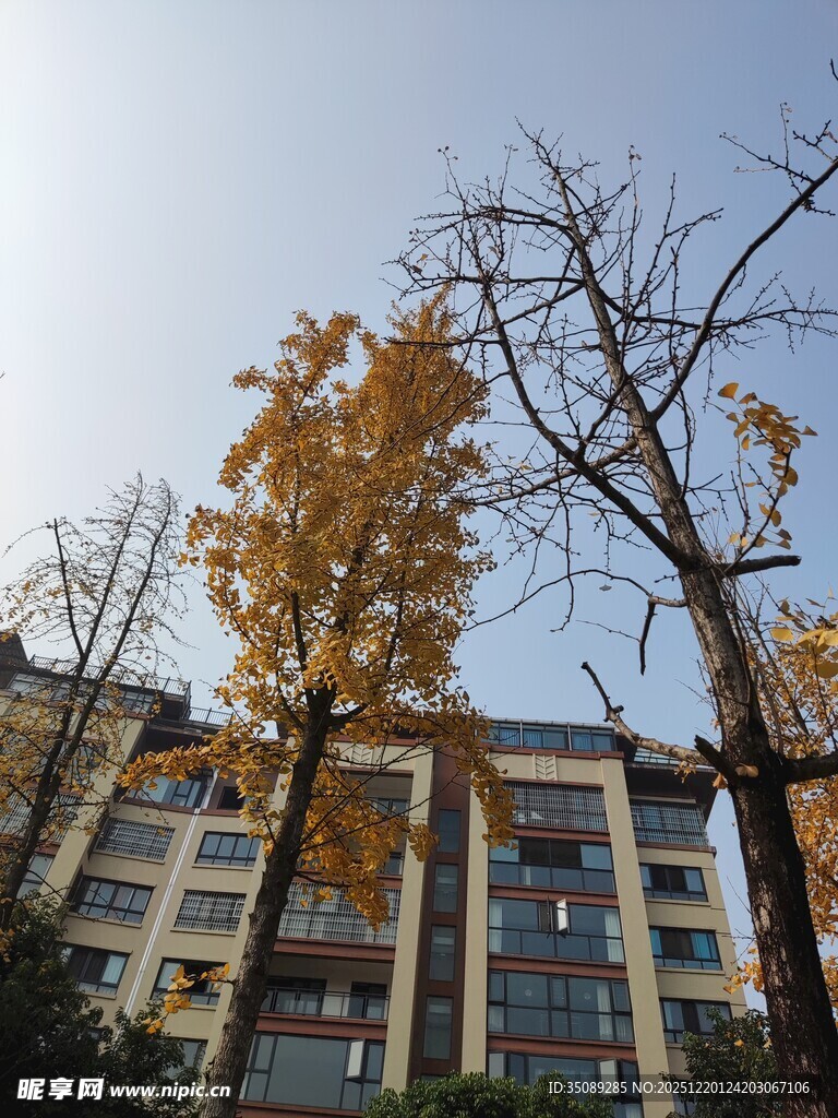 秋日楼前黄叶树