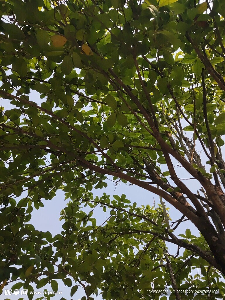 枝叶繁茂的树木