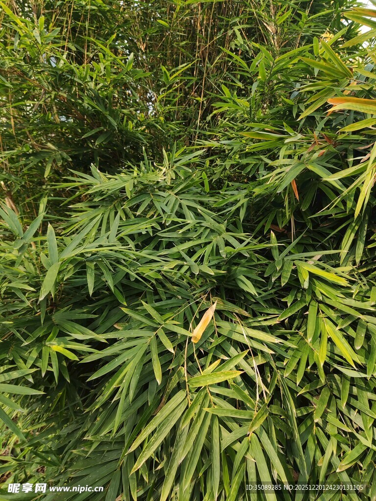 翠绿繁茂的竹叶景观